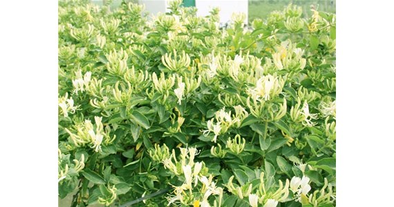 金銀花烘（hōng）幹機怎麽使用才能烘幹出上好的金（jīn）銀花呢？