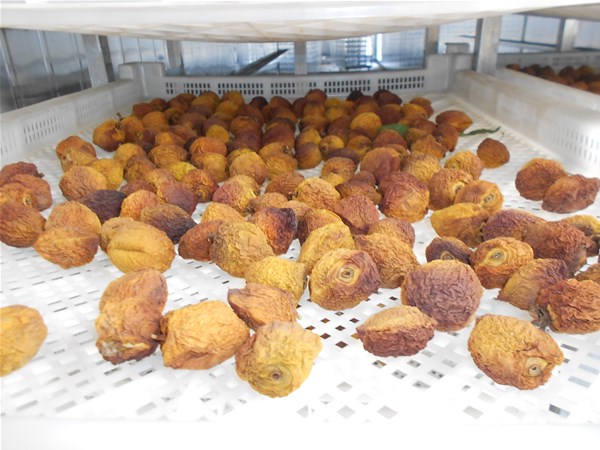 果蔬烘幹房成為廣大農民朋友的（de）烘幹主力設備